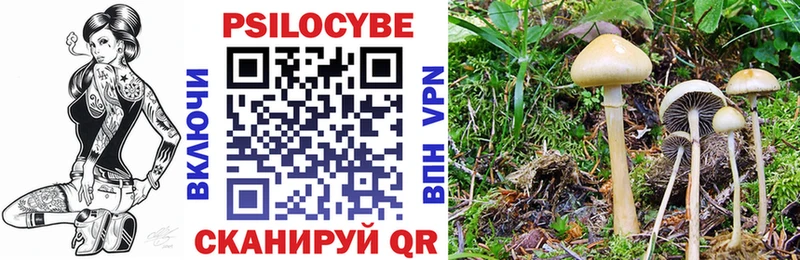 Купить  Лосино-Петровский  Псилоцибиновые грибы Cubensis 